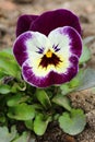 Motley garden pansy flower Viola Ãâ wittrockiana